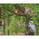 The Endangered Species Collection – Nr. 3 Temperate Forest